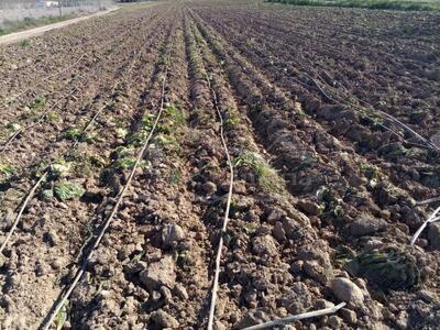 Parcela Rústica en Huercal-Overa, Almería