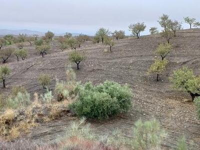 Rural land in Los Pardos, Taberno, Almería