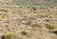 R22225: Rural land for Sale in Zurgena, Almería