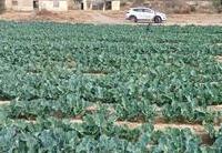 R22259: Cortijo zu verkaufen In La Morena, Almería