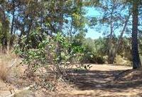 R22271: Cortijo for Sale in Rambla Grande, Almería