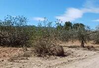 R22273: Rural land for Sale in El Saltador, Almería