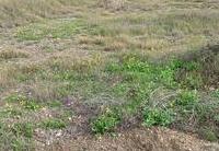 R22304: Rural land for Sale in Rambla Grande, Almería
