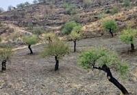 R22334: Parcela Rústica en venta en Los Pardos, Almería