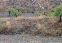 R22334: Parcela Rústica en venta en Los Pardos, Almería