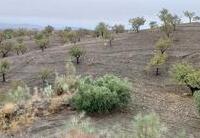 R22335: Parcela Rústica en venta en Los Pardos, Almería