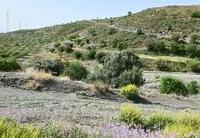 R22353: Cortijo en venta en El Puertecico, Almería