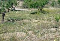 R22358: Rural land for Sale in Rambla Grande, Almería