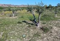 R22358: Rural land for Sale in Rambla Grande, Almería