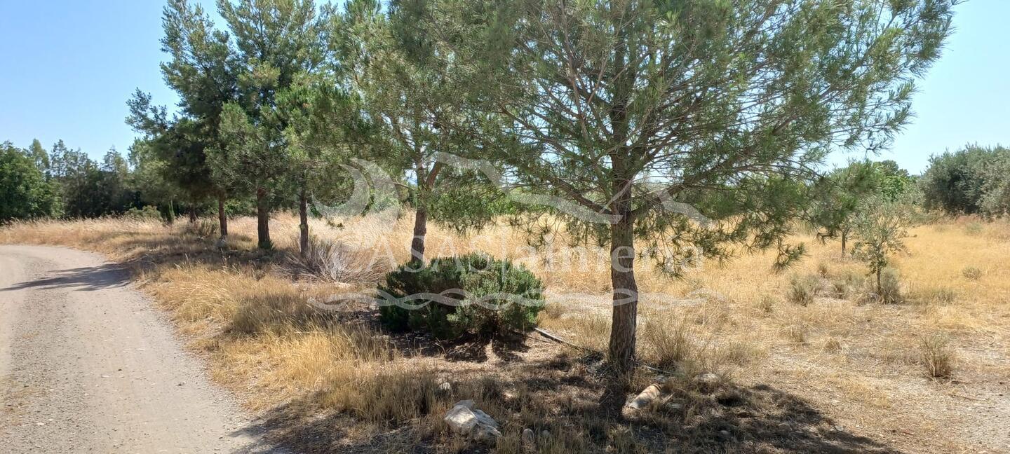 R22359: Rural land for Sale in Rambla Grande, Almería R22359: Rural land for Sale in Rambla Grande, Almería