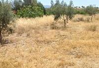 R22359: Rural land for Sale in Rambla Grande, Almería