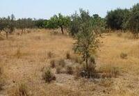 R22359: Rural land for Sale in Rambla Grande, Almería