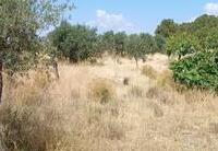 R22359: Rural land for Sale in Rambla Grande, Almería