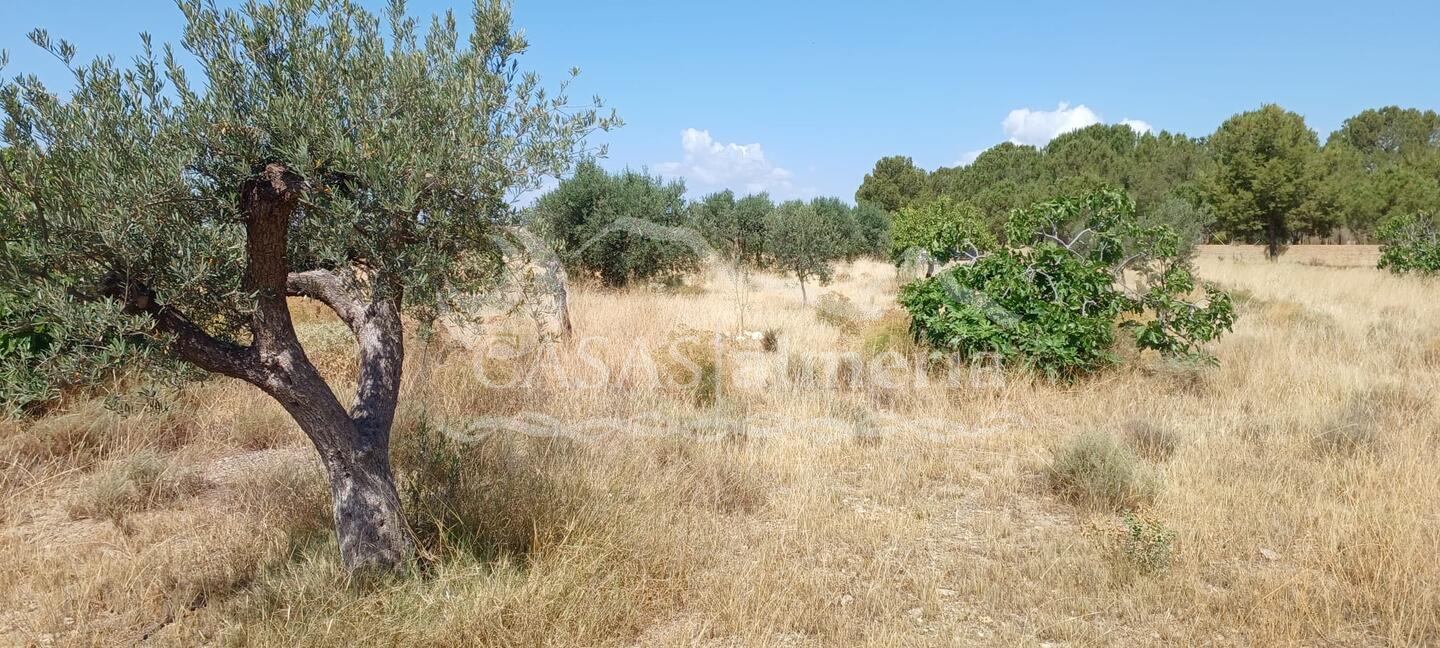 R22359: Rural land for Sale in Rambla Grande, Almería R22359: Rural land for Sale in Rambla Grande, Almería
