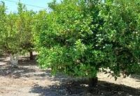 R22362: Finca Rústica en venta en El Saltador, Almería
