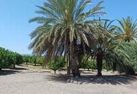R22362: Finca Rústica en venta en El Saltador, Almería